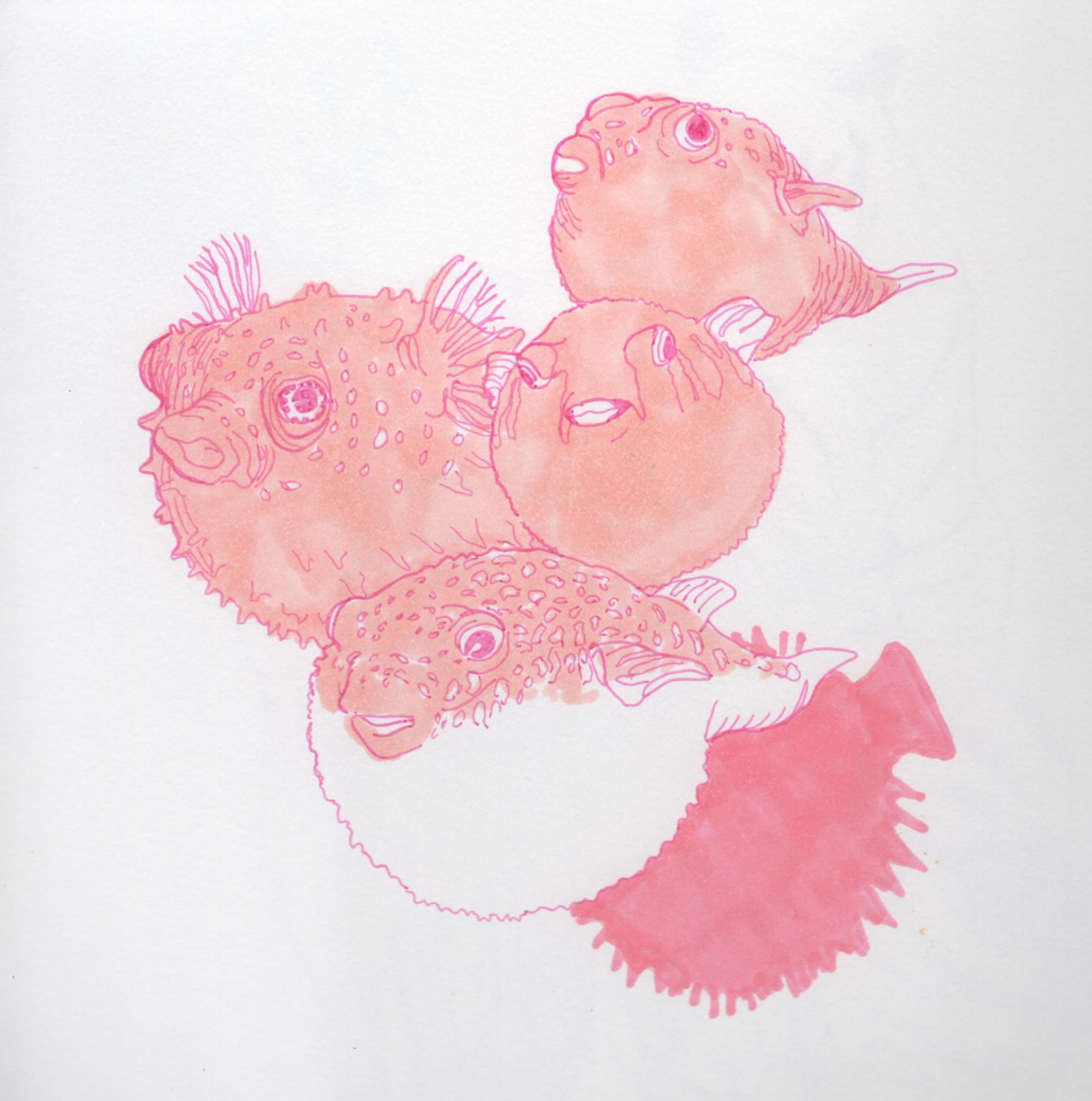 Four blowfish in shades of pink, peach, and coral, swimming in a cluster.